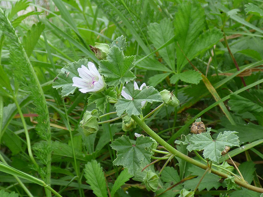 Malva neglecta